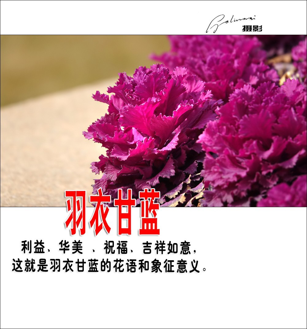 【我的视野】★ 美丽甘蓝 ★