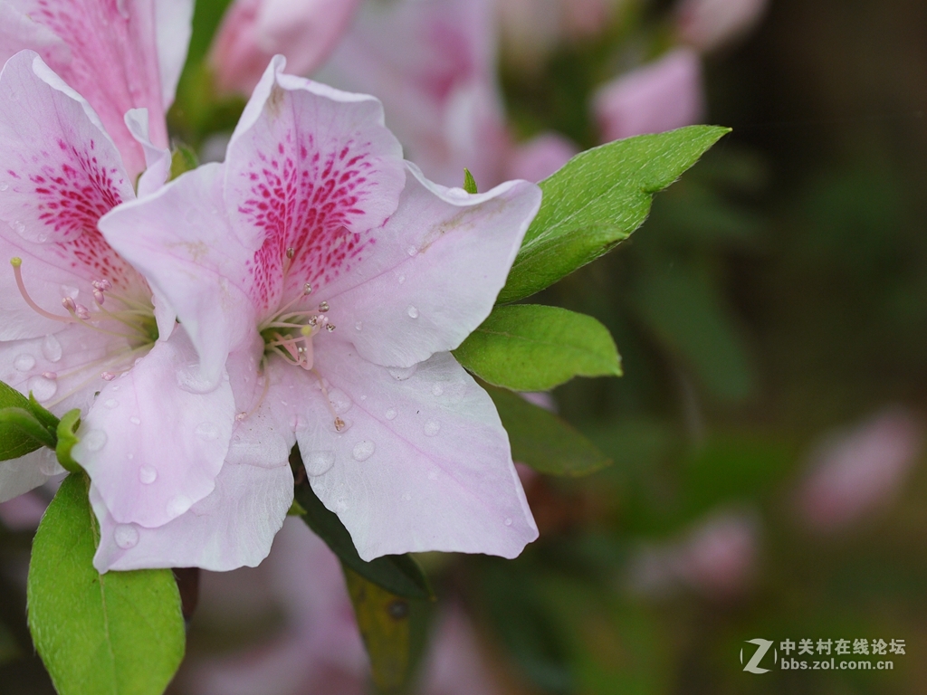 一花一季，一蝶一春（GF2演绎精美微距）