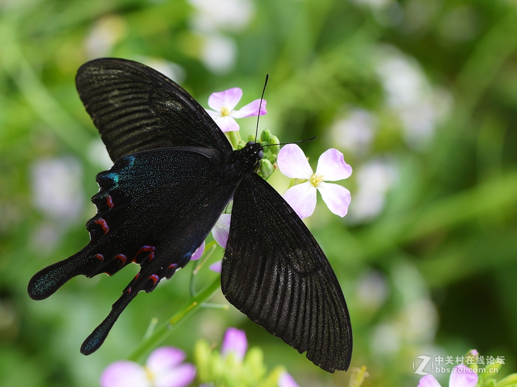 一花一季，一蝶一春（GF2演绎精美微距）