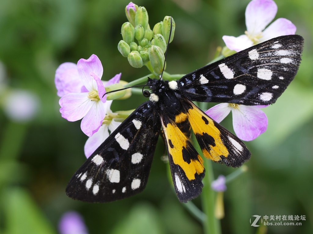 一花一季，一蝶一春（GF2演绎精美微距）