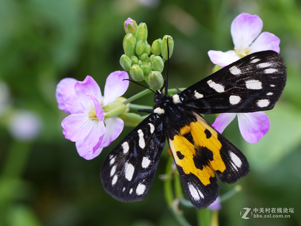 一花一季，一蝶一春（GF2演绎精美微距）