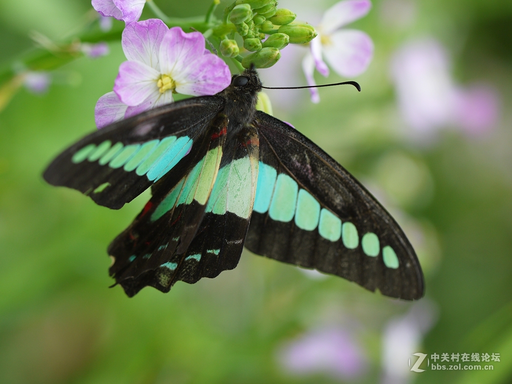 一花一季，一蝶一春（GF2演绎精美微距）