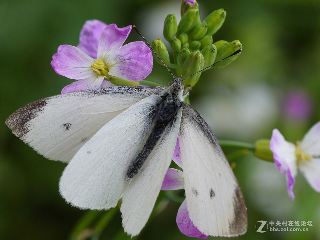 一花一季，一蝶一春（GF2演绎精美微距）