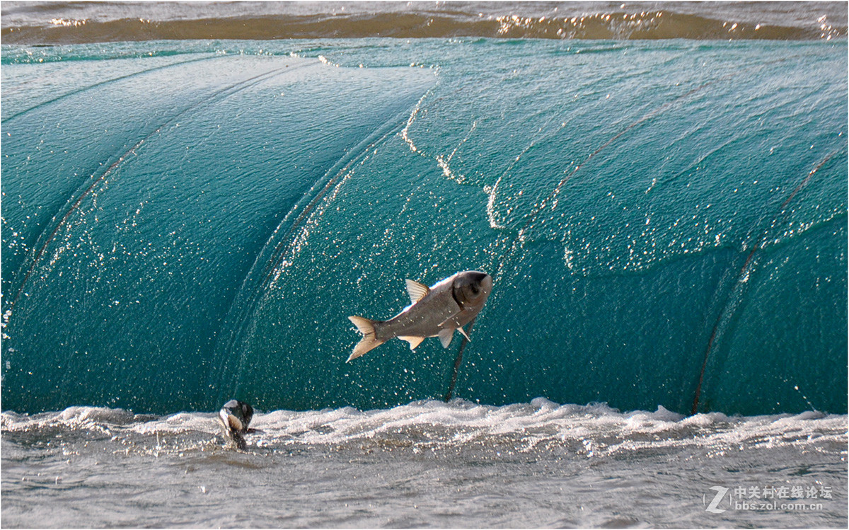 鲤鱼跳龙门