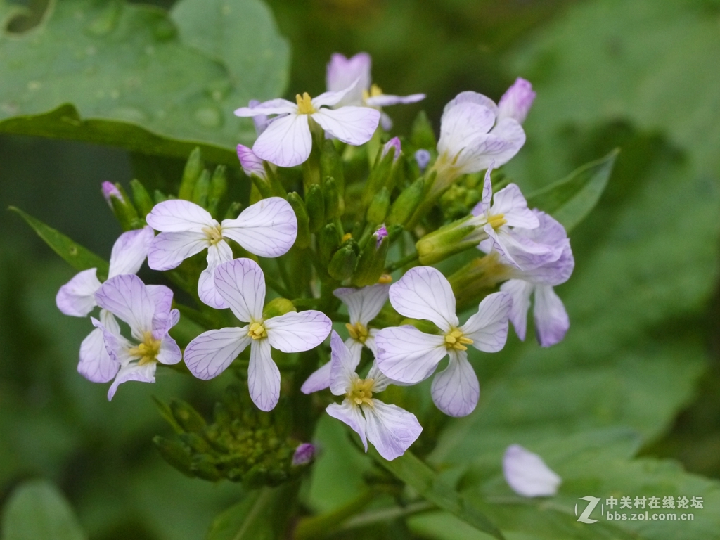 一花一季，一蝶一春（GF2演绎精美微距）