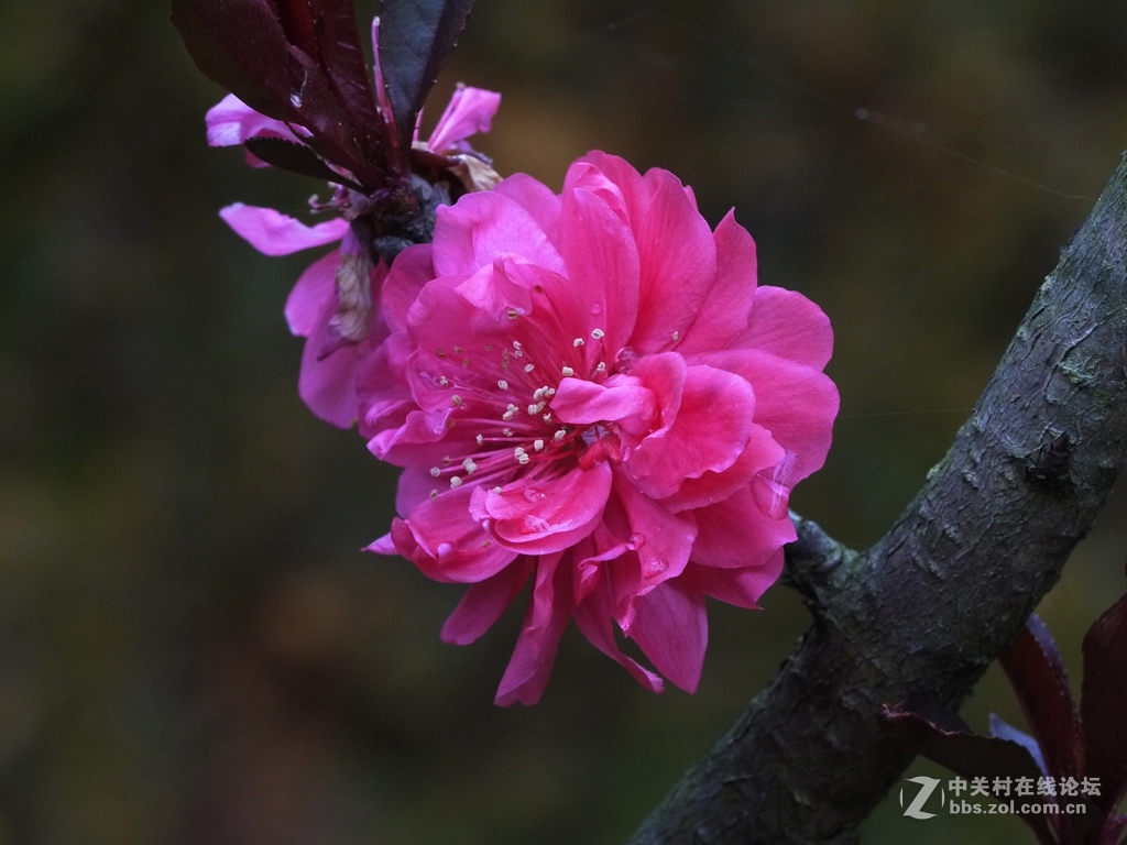 一花一季，一蝶一春（GF2演绎精美微距）