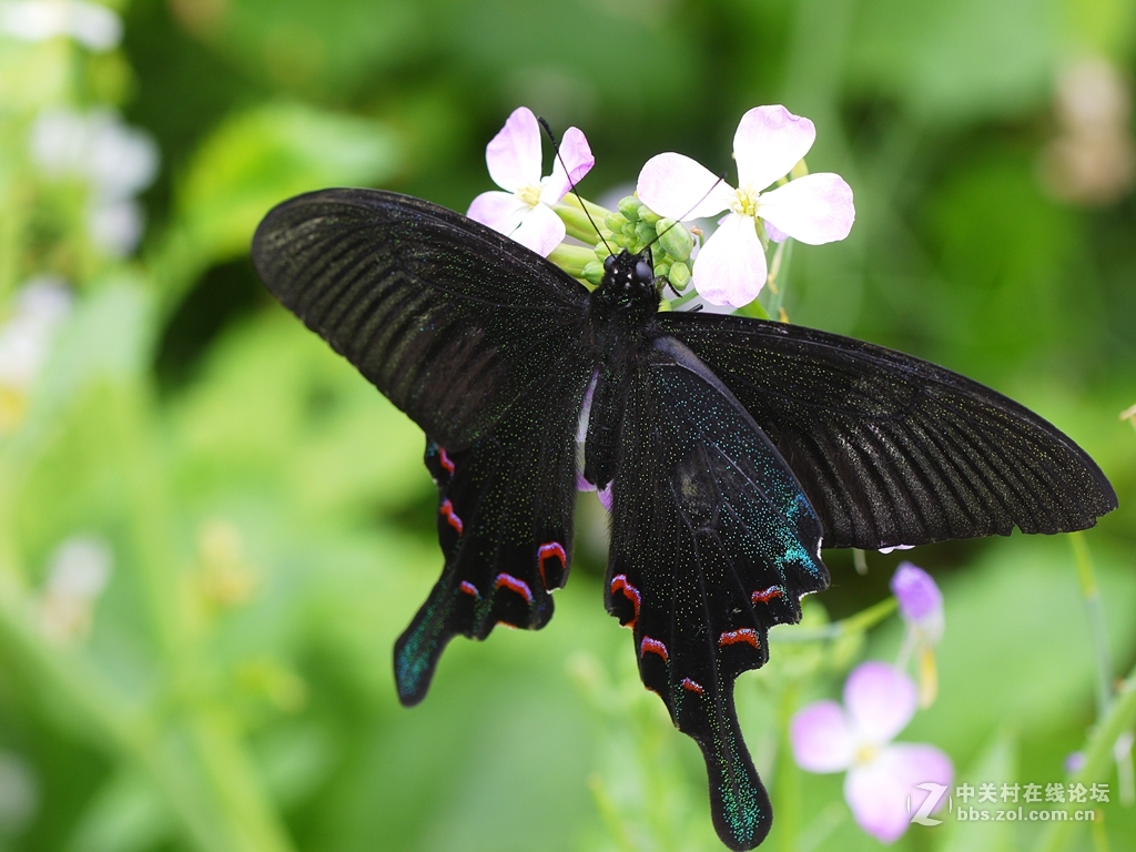 一花一季，一蝶一春（GF2演绎精美微距）