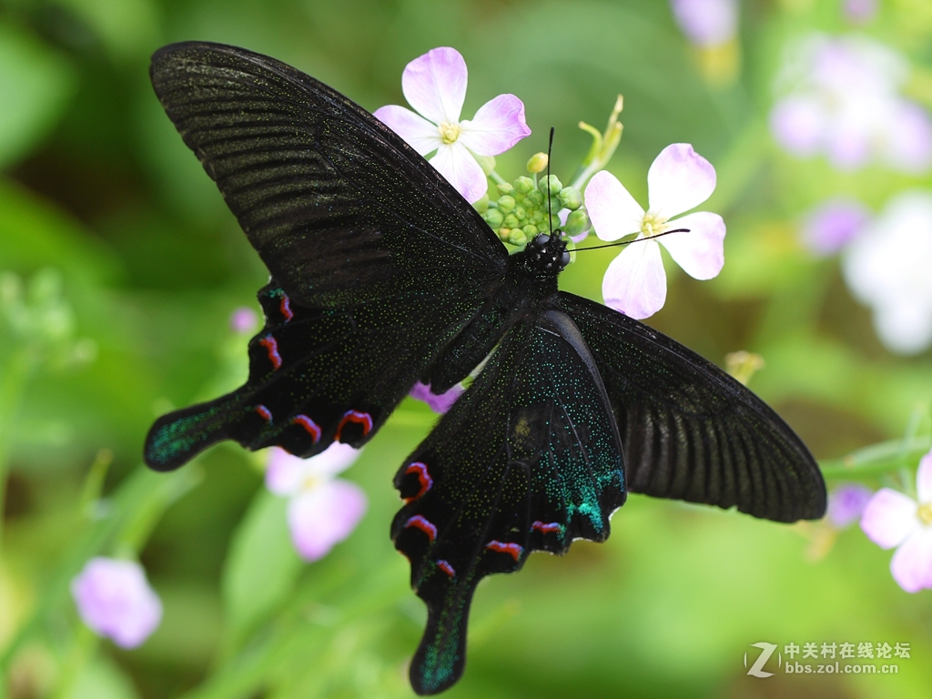 一花一季，一蝶一春（GF2演绎精美微距）