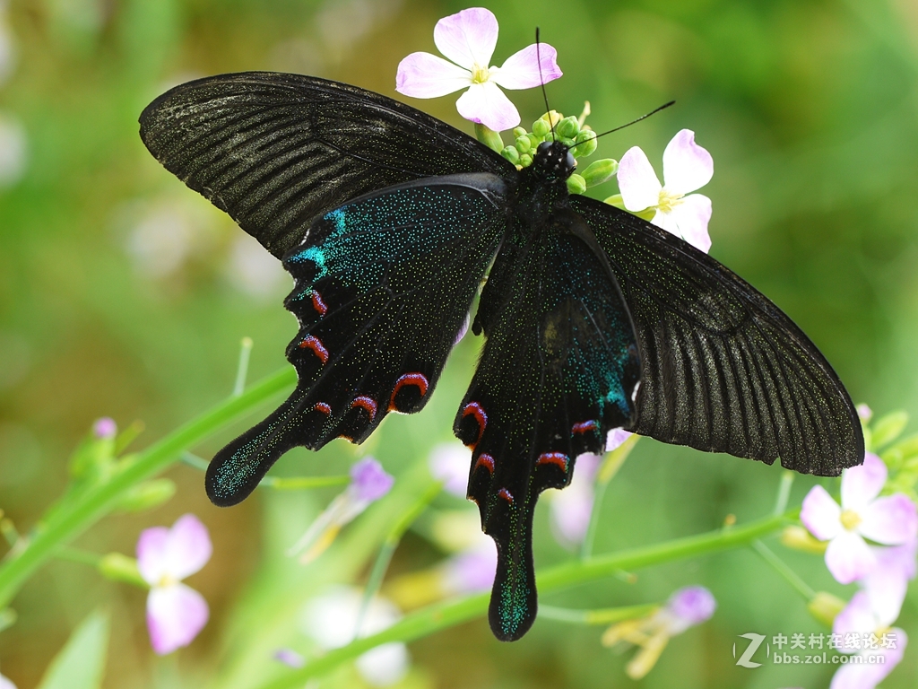 一花一季，一蝶一春（GF2演绎精美微距）