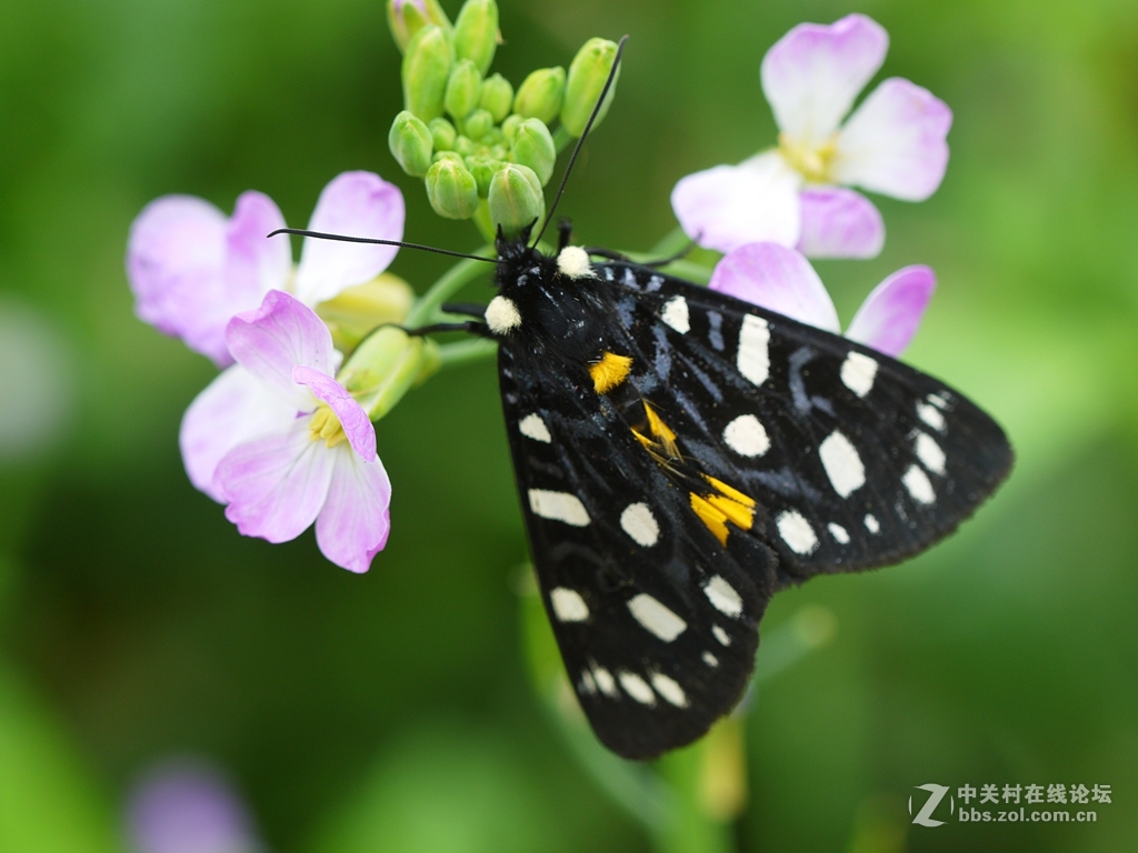 一花一季，一蝶一春（GF2演绎精美微距）