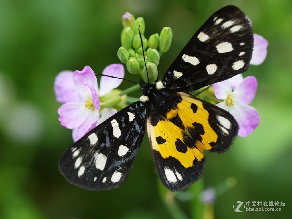 一花一季，一蝶一春（GF2演绎精美微距）