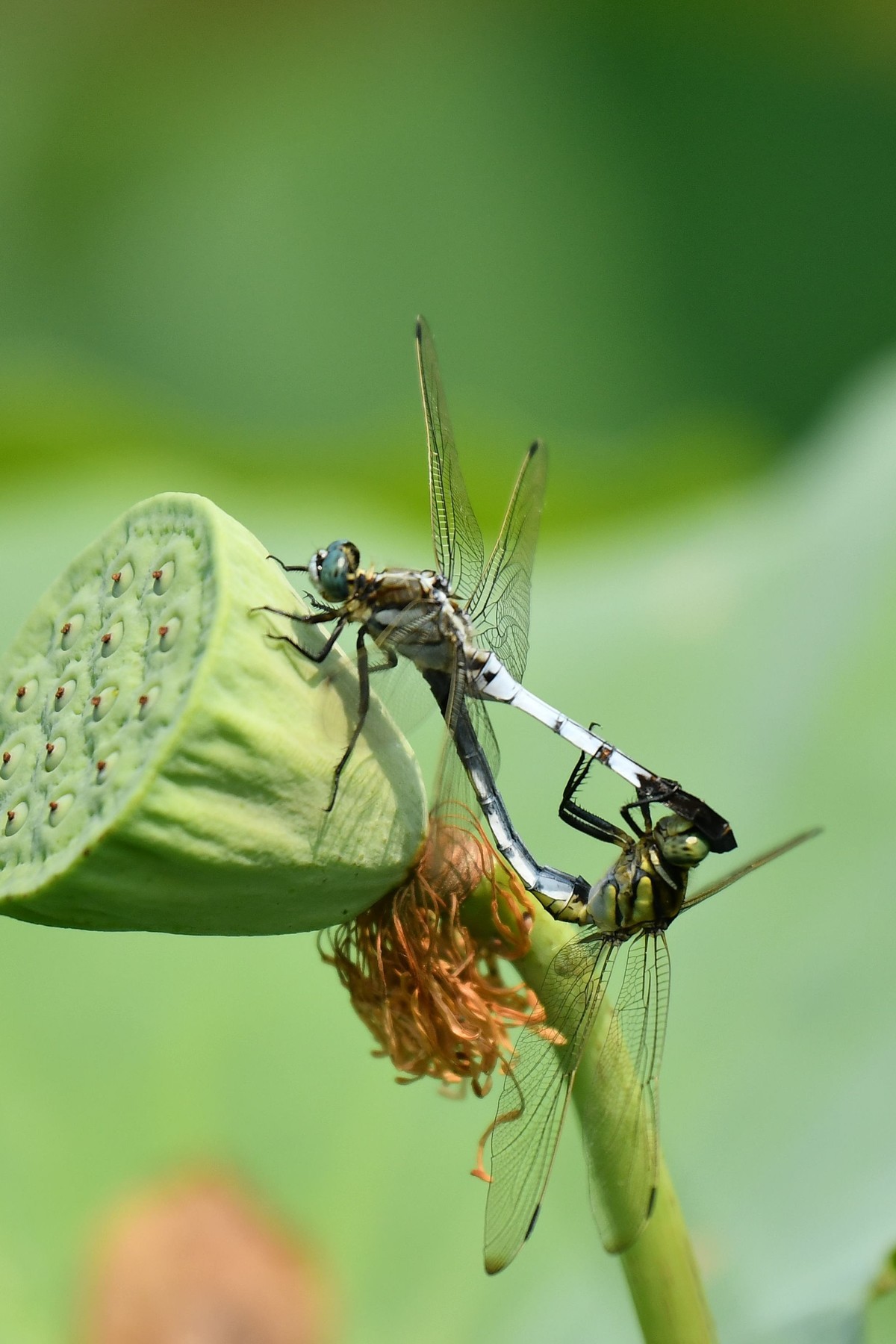 《池塘精灵--蜻蜓》夏日,各种蜻蜓蹁跹起舞于池塘河边,给人们带来了