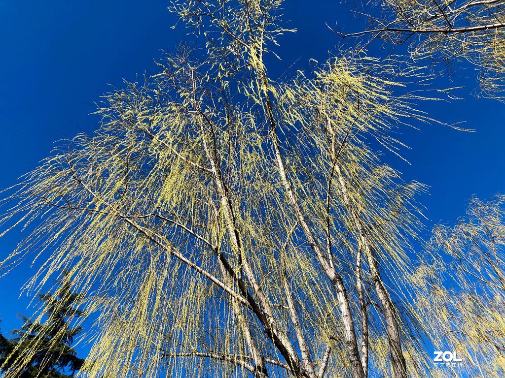 春天的脚步越来越近