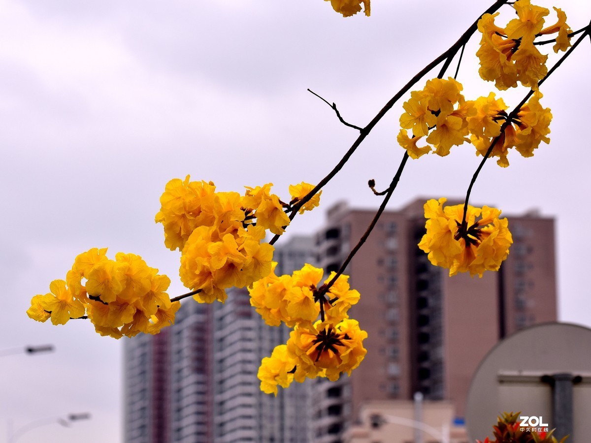 花开春天里