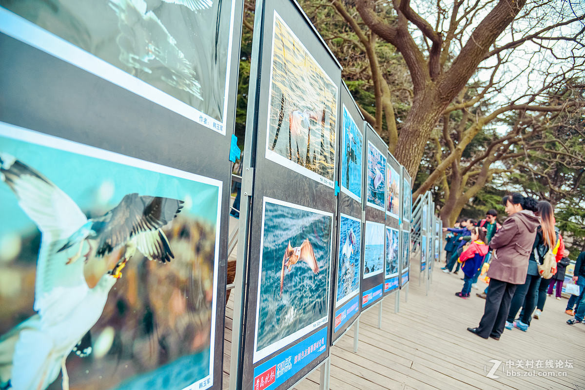 中山公园海鸥影展首日花絮