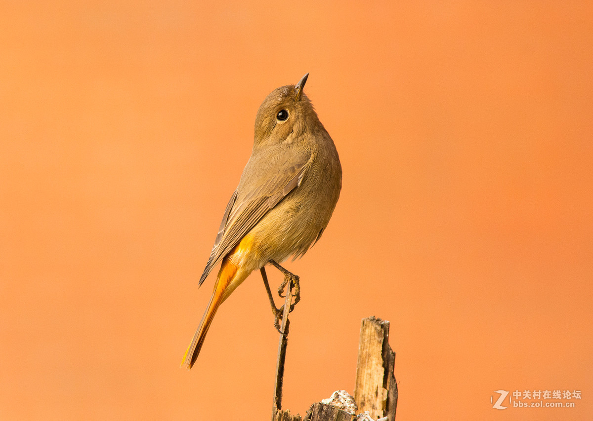 #版主坐堂# [尼康D7100星空(中国)] 2015年5月份优秀精华作品总汇
