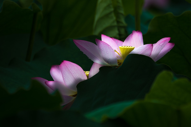 #版主坐堂# [尼康D7100星空(中国)] 2015年5月份优秀精华作品总汇