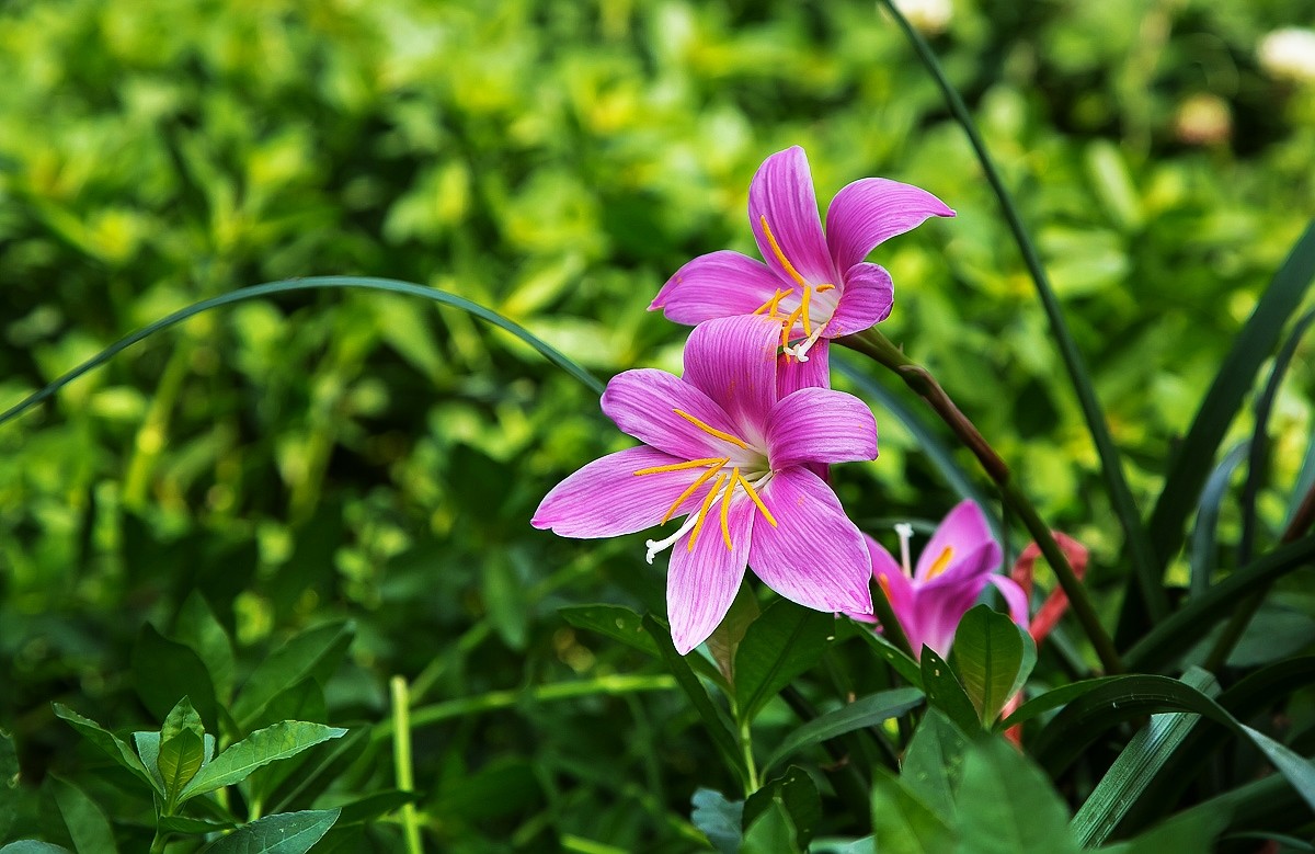 20150531蘭草花