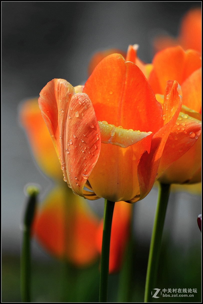 #版主坐堂# [尼康D7100星空(中国)] 2015年5月份优秀精华作品总汇