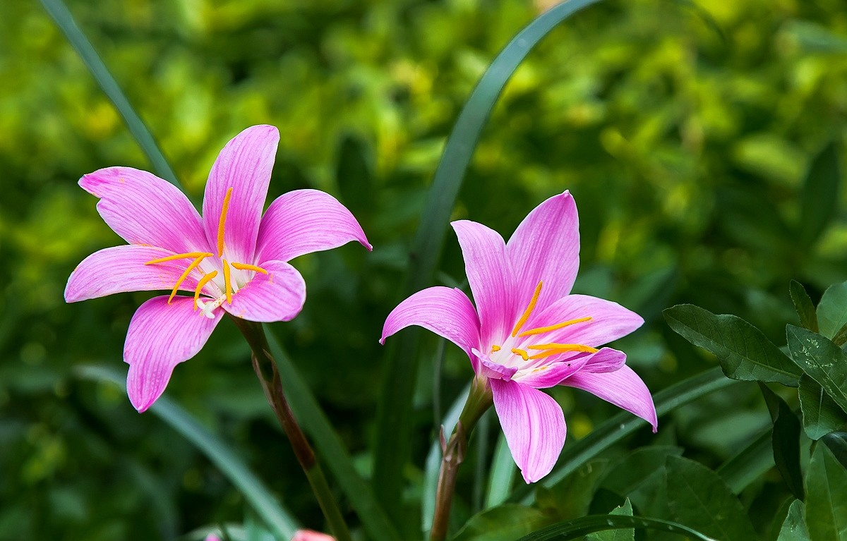 20150531蘭草花