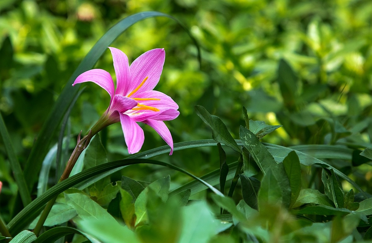 20150531兰草花