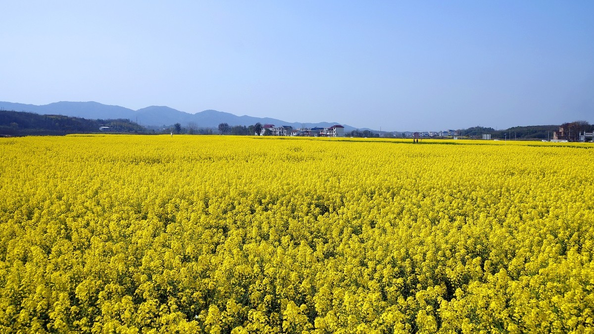 江西湖口油菜花