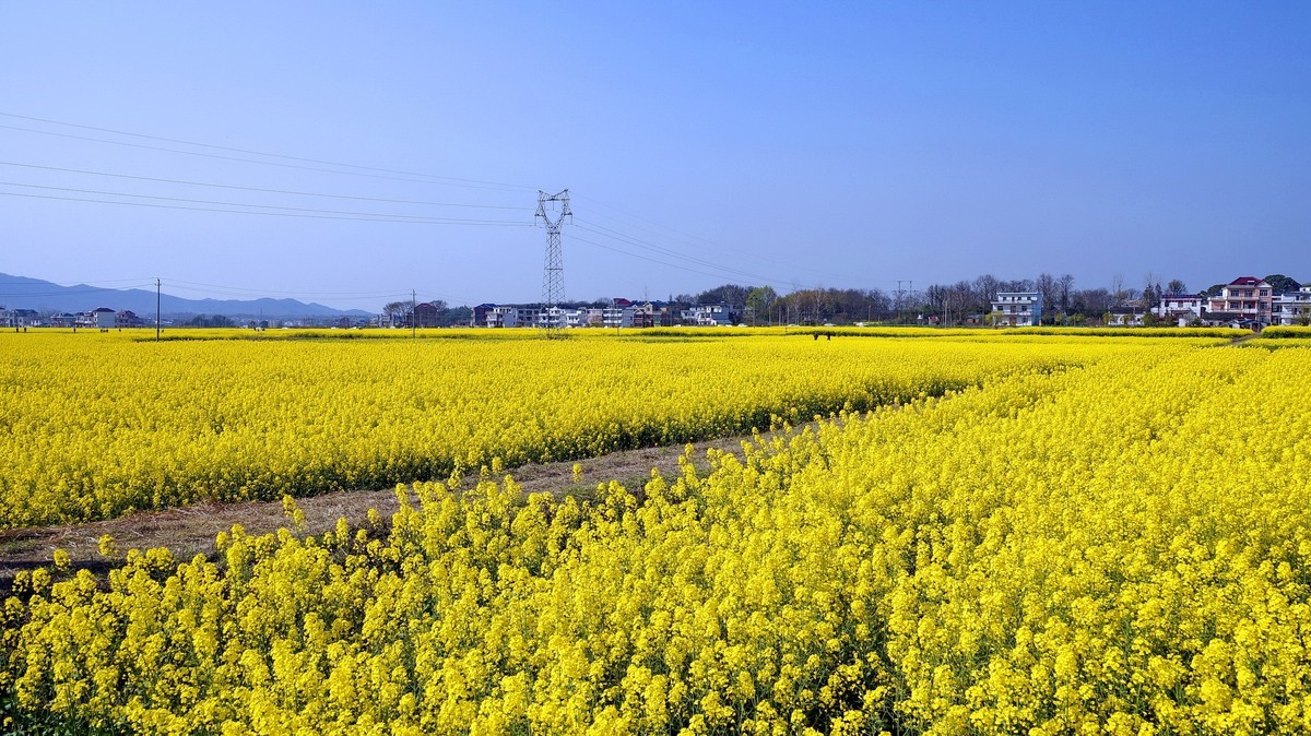 江西湖口油菜花