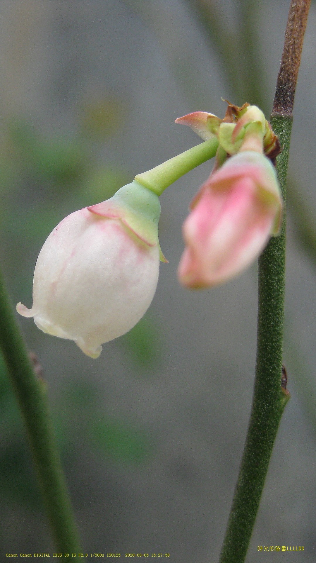 藍莓花