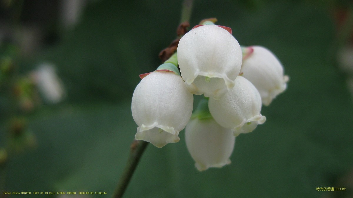 藍莓花