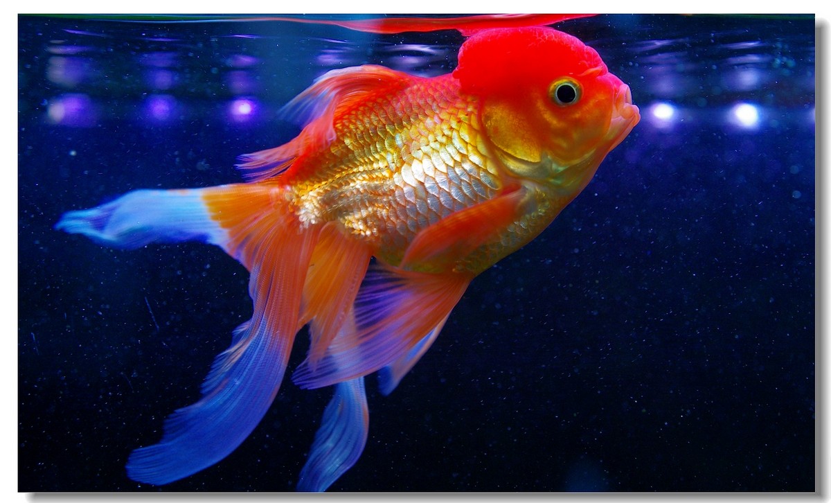 自家养的金鱼,,,,,-中关村在线摄影论坛