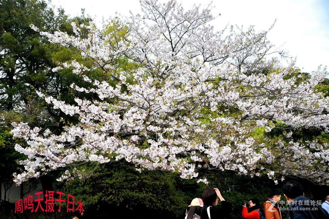 樱花季江之岛摄影游记  周鸣天