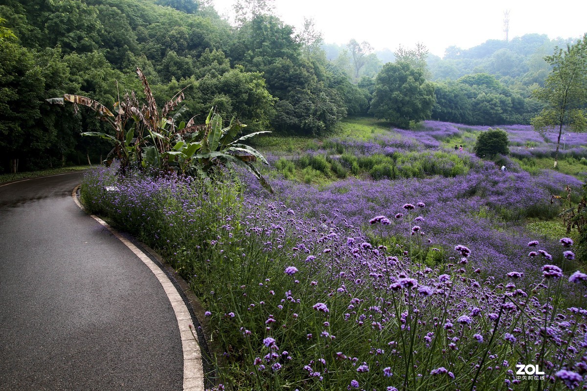 紫色花海