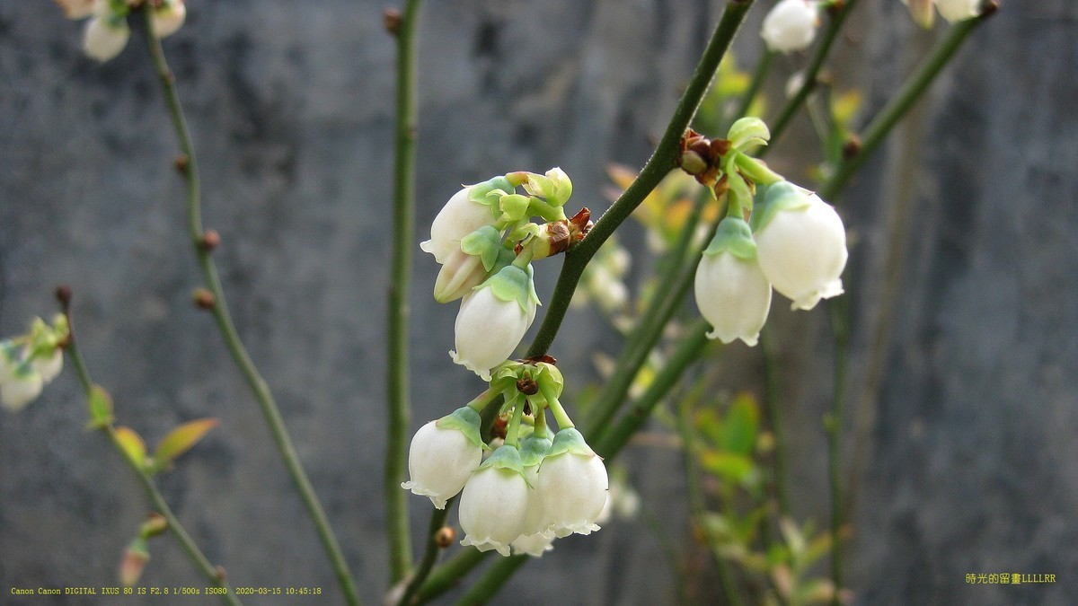 藍莓花