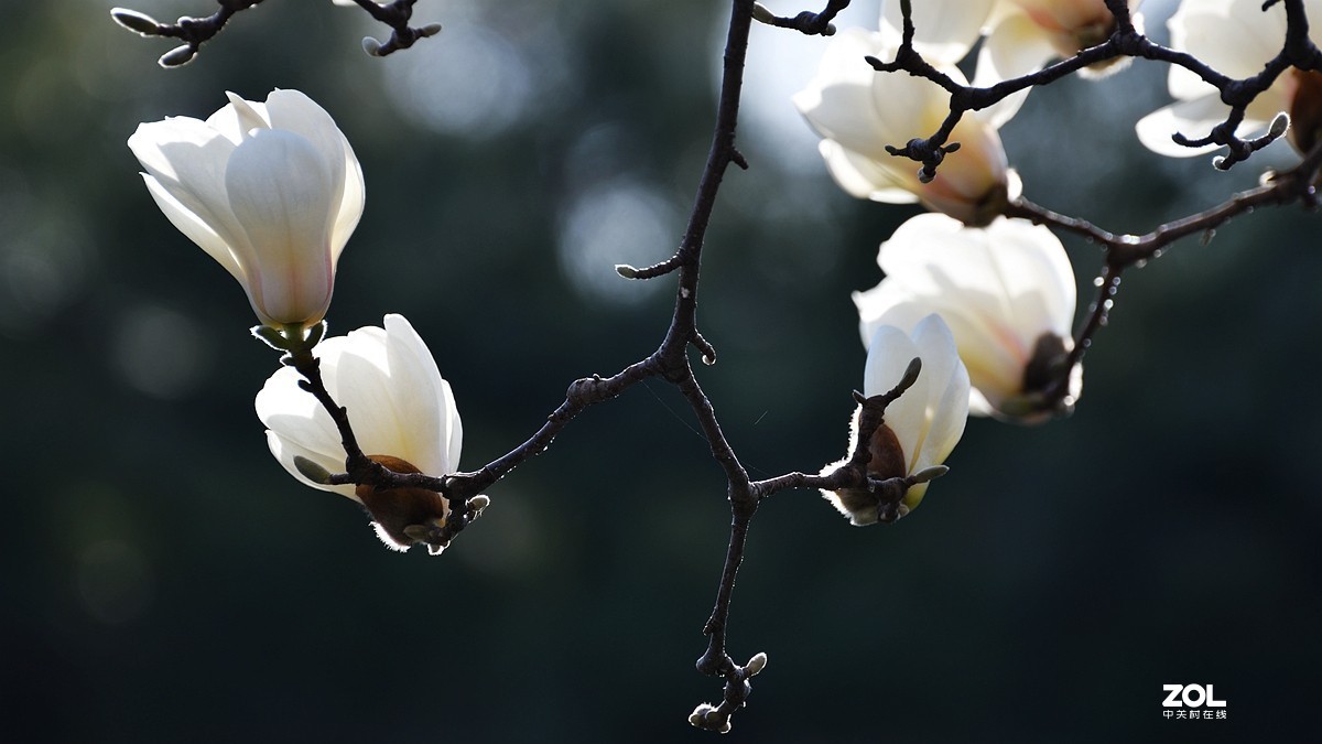 春归