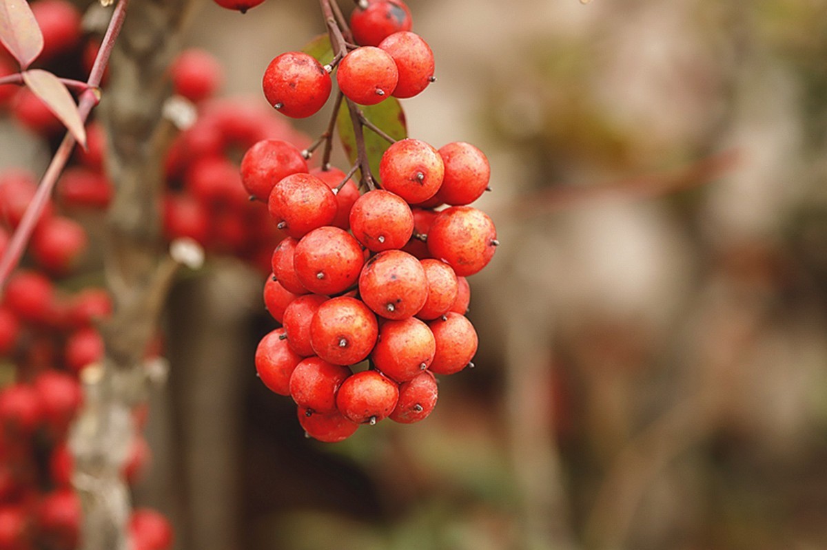 南天竹果熟紅彤彤