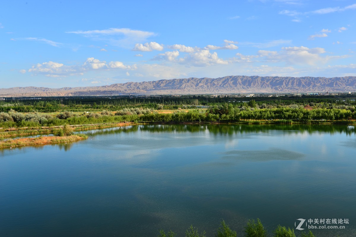 醉美沙漠花------腾格里沙漠湿地.金沙岛