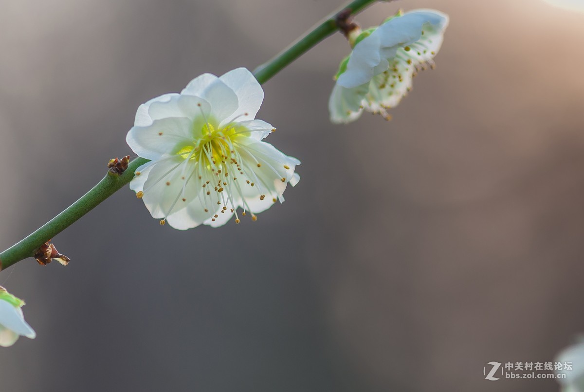 花卉篇    1