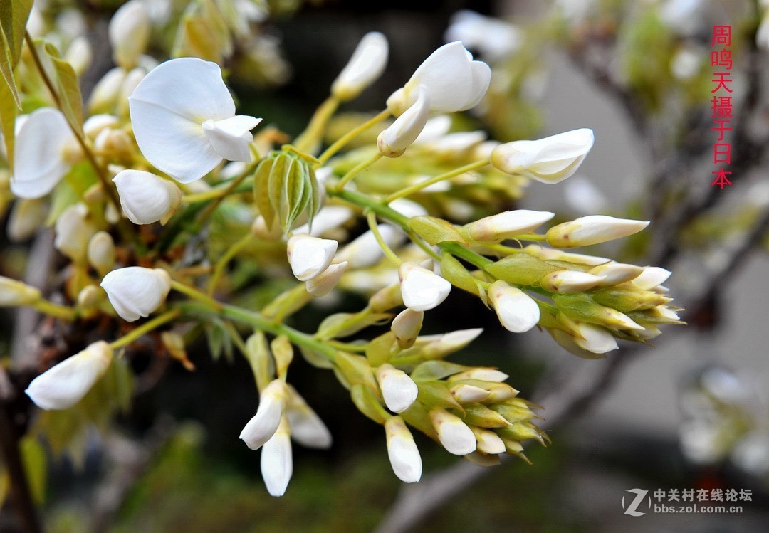 樱花季江之岛摄影游记  周鸣天