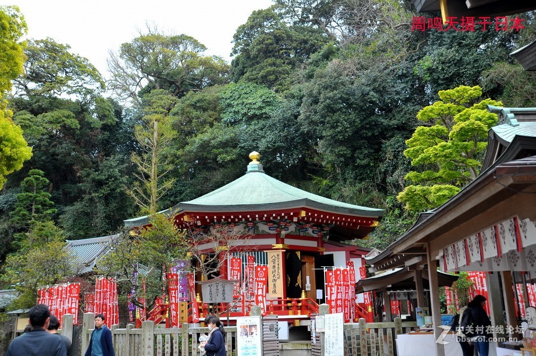 樱花季江之岛摄影游记  周鸣天