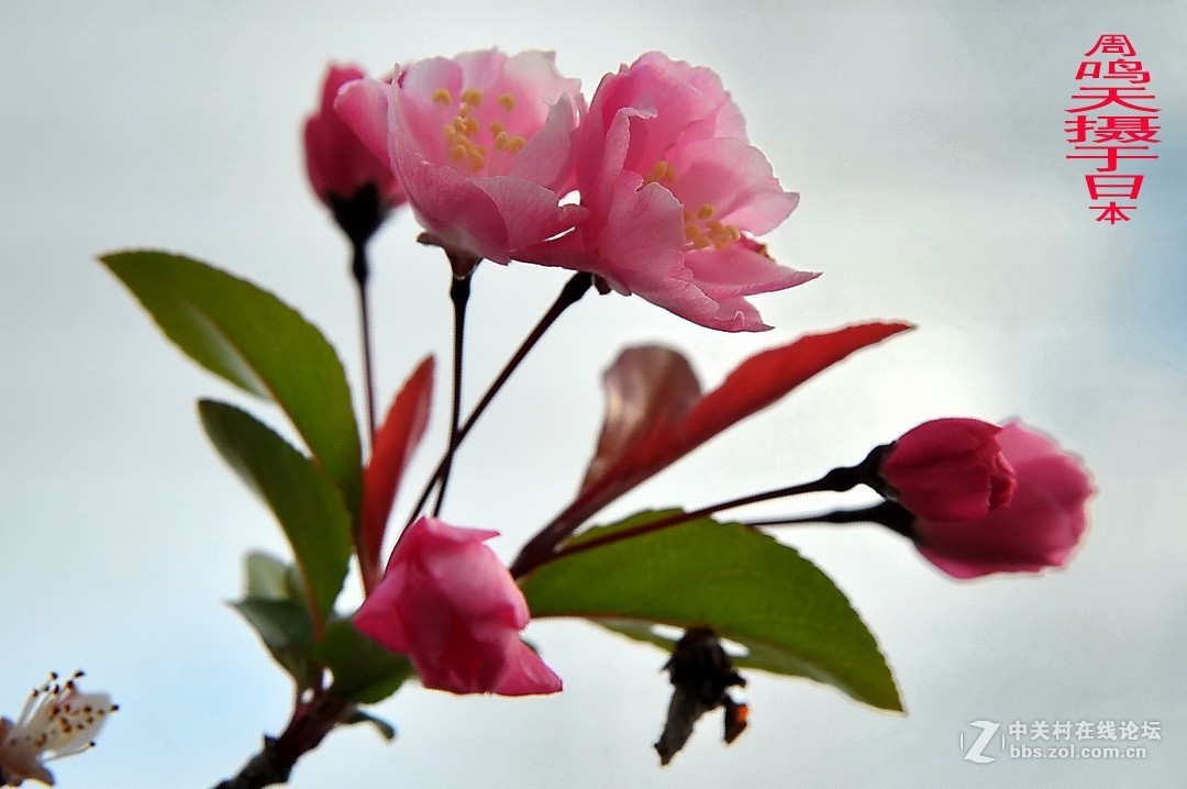 樱花季江之岛摄影游记  周鸣天