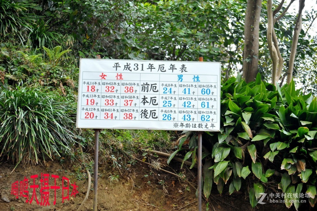 樱花季江之岛摄影游记  周鸣天