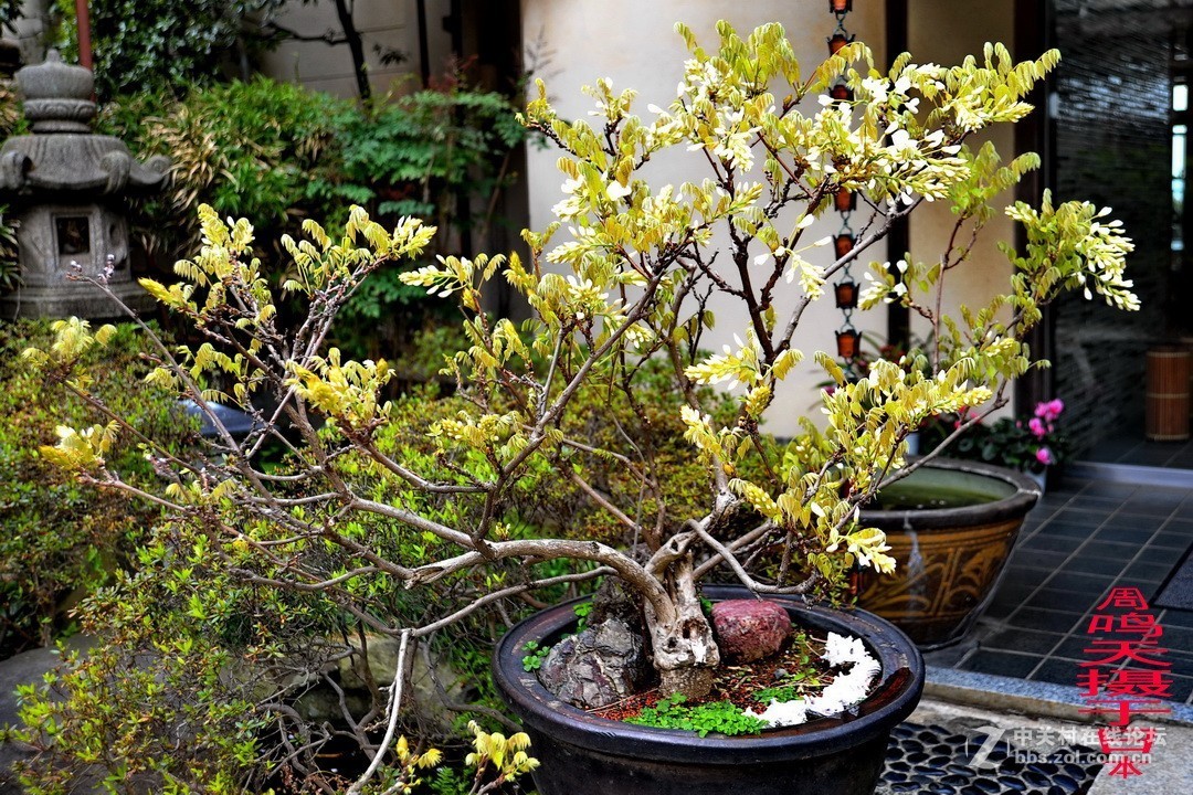 樱花季江之岛摄影游记  周鸣天