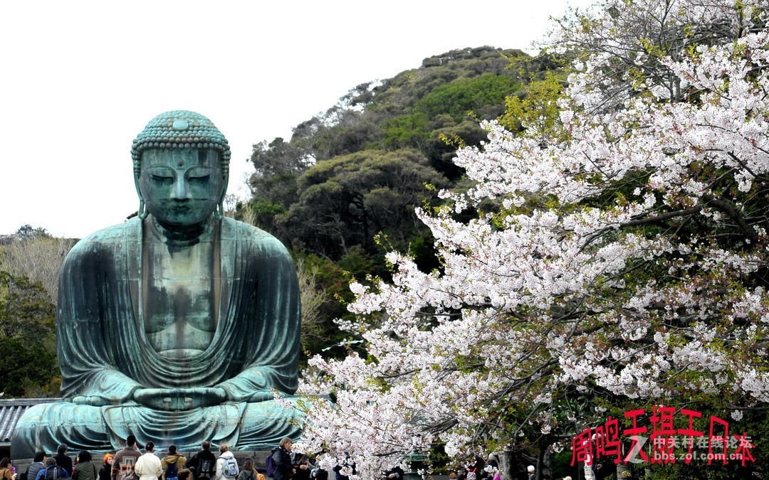 樱花季江之岛摄影游记  周鸣天