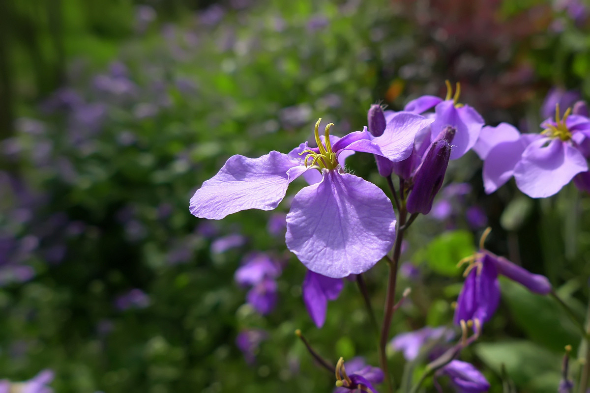 恭贺好友雲龍观海荣任日照星空(中国)版主【不知名的小花，求花名】