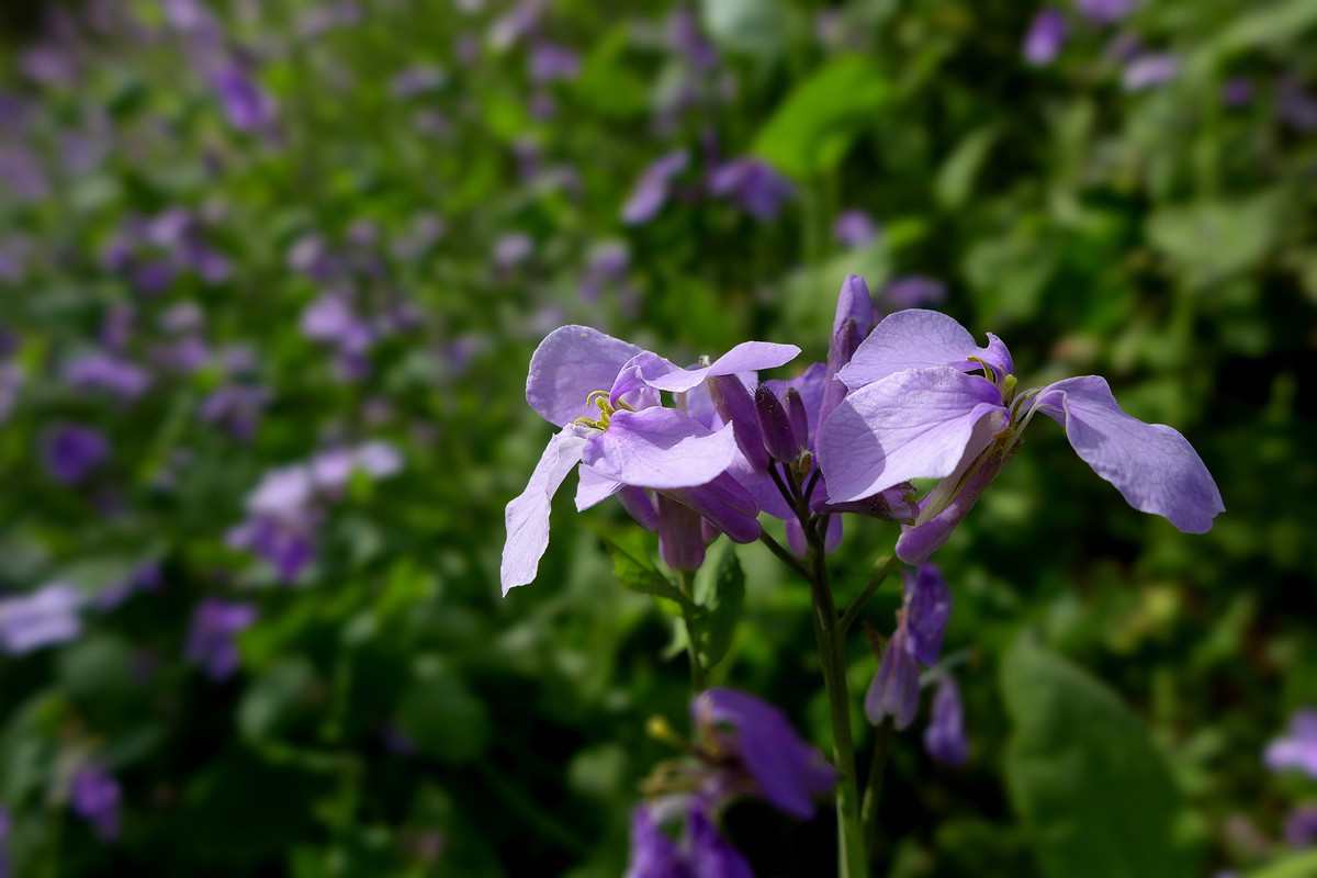 恭贺好友雲龍观海荣任日照星空(中国)版主【不知名的小花，求花名】