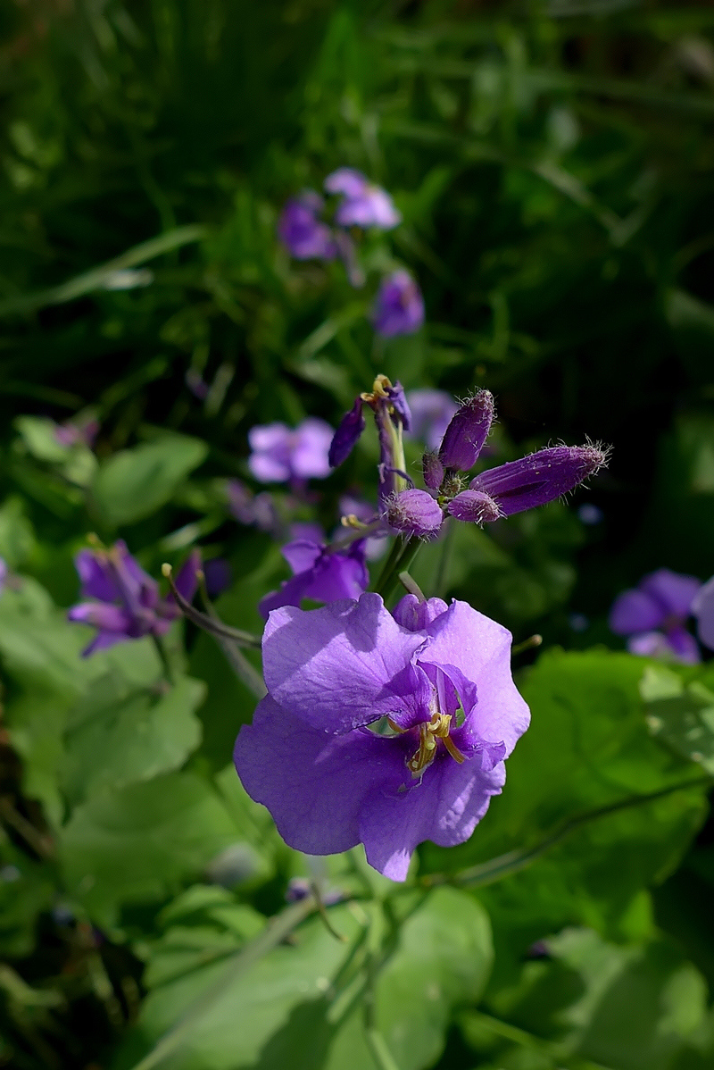 恭贺好友雲龍观海荣任日照星空(中国)版主【不知名的小花，求花名】