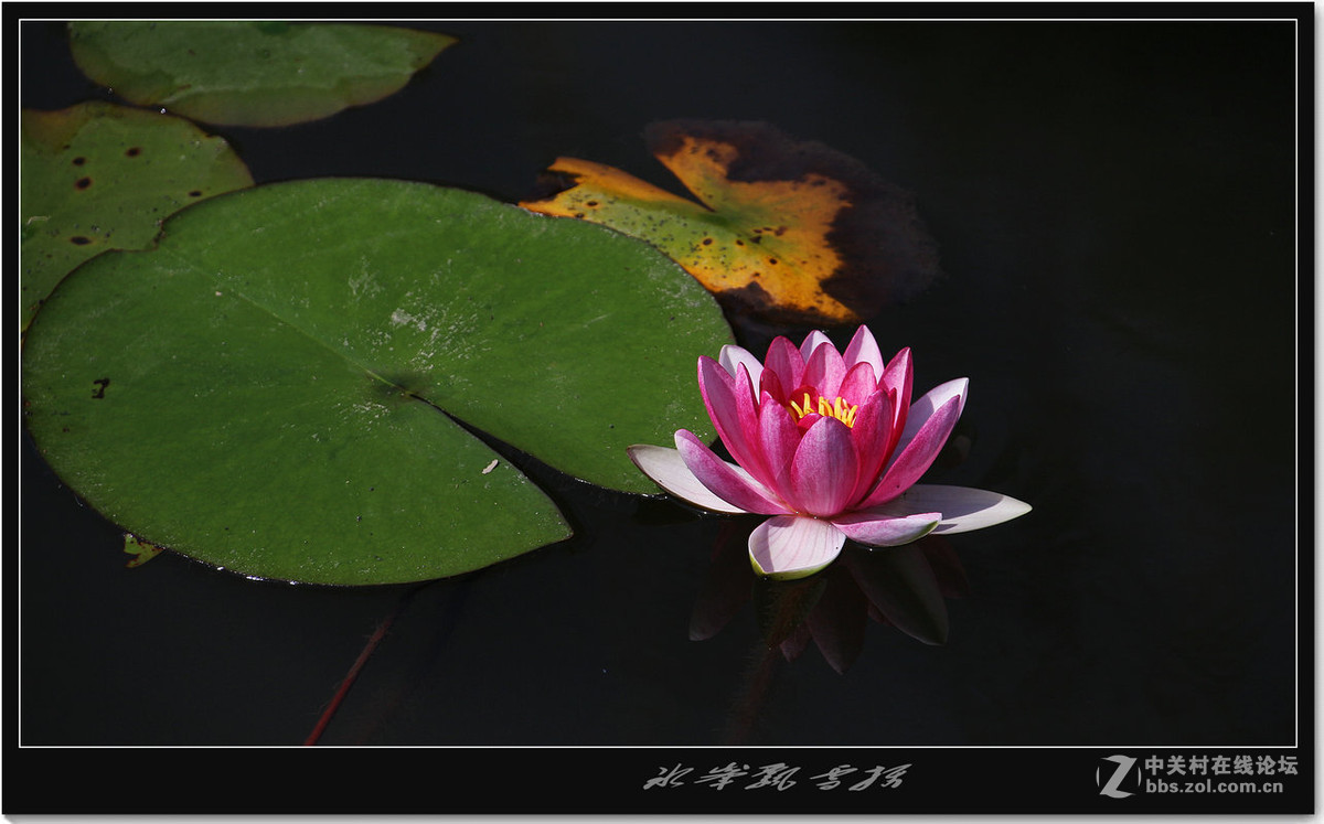 莲花初现