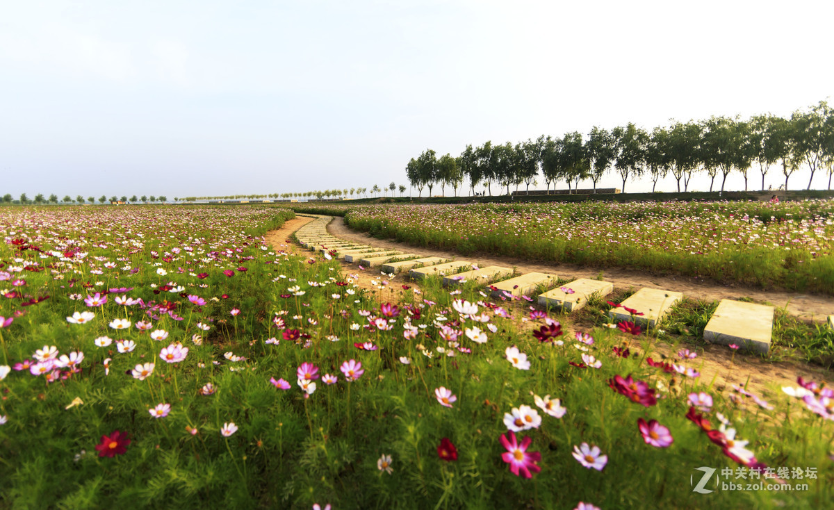 大眼睛看渭河滩地公园沙蒿梅
