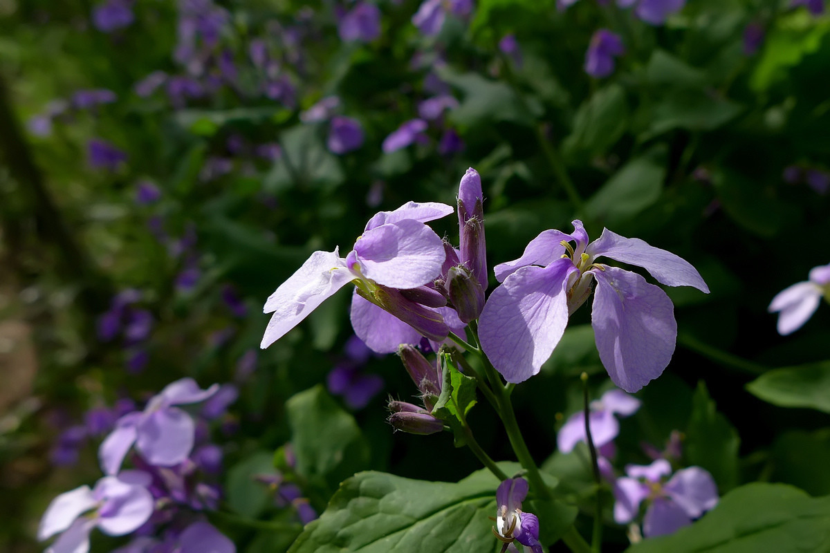 恭贺好友雲龍观海荣任日照星空(中国)版主【不知名的小花，求花名】