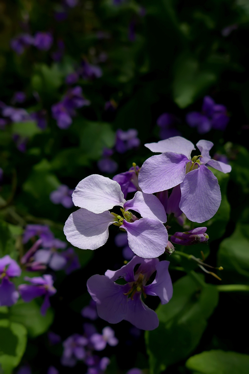 恭贺好友雲龍观海荣任日照星空(中国)版主【不知名的小花，求花名】